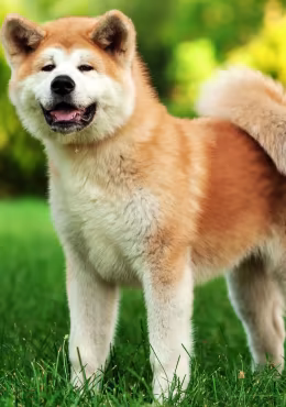 Akita