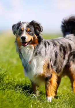 Australian Shepherd
