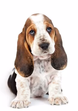 Basset Hound