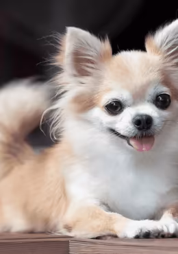 Chihuahua