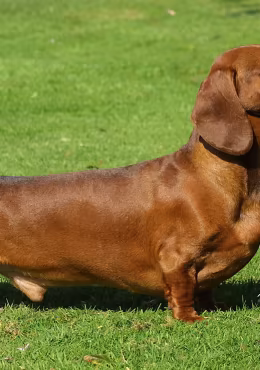 Dachshund