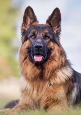 German Shepherd