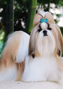 Shih Tzu