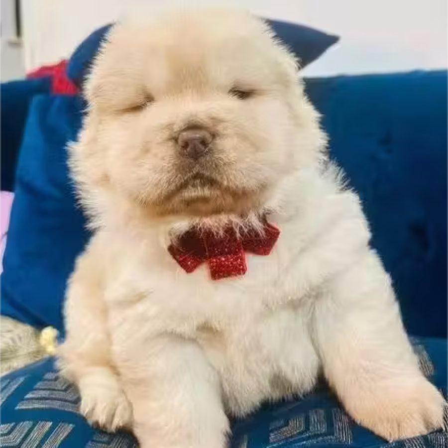 Very Playful Chow Chow Pups For Sale
