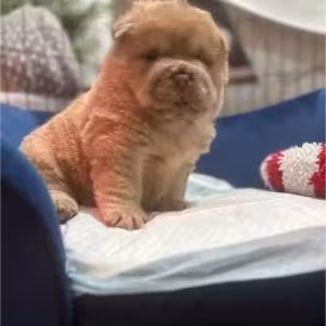 Very Playful Chow Chow Pups For Sale