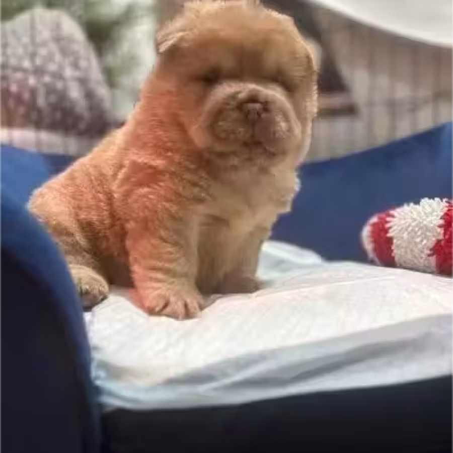 Very Playful Chow Chow Pups For Sale