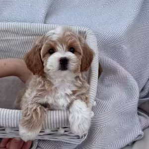 Adorable male and female poodle puppies