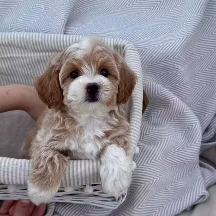 Adorable male and female poodle puppies