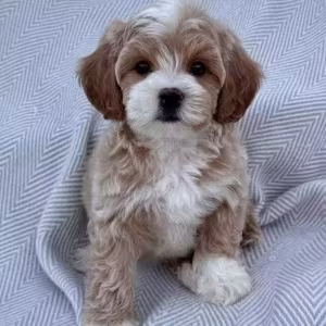 Adorable male and female poodle puppies