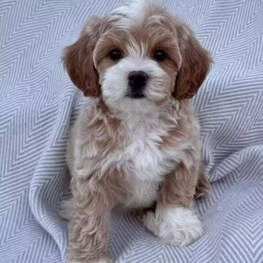 Adorable male and female poodle puppies