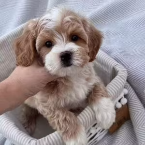 Adorable male and female poodle puppies