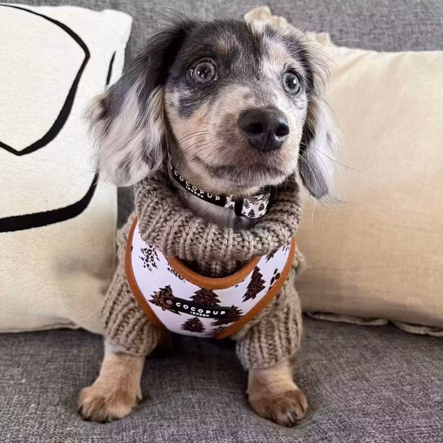Long-Hair Dachshund Puppies