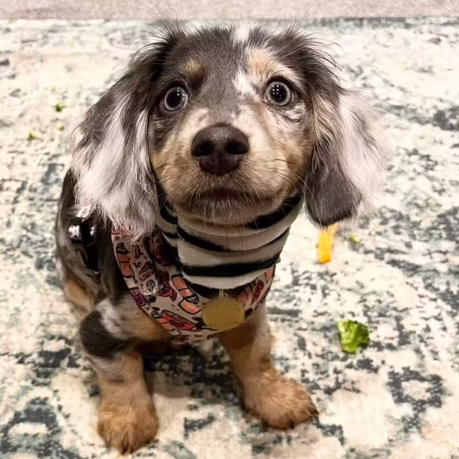 Long-Hair Dachshund Puppies