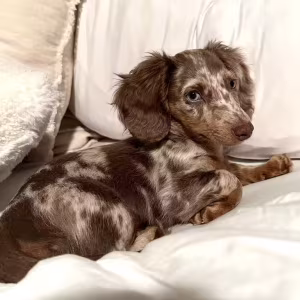 Long-Hair Dachshund Puppies