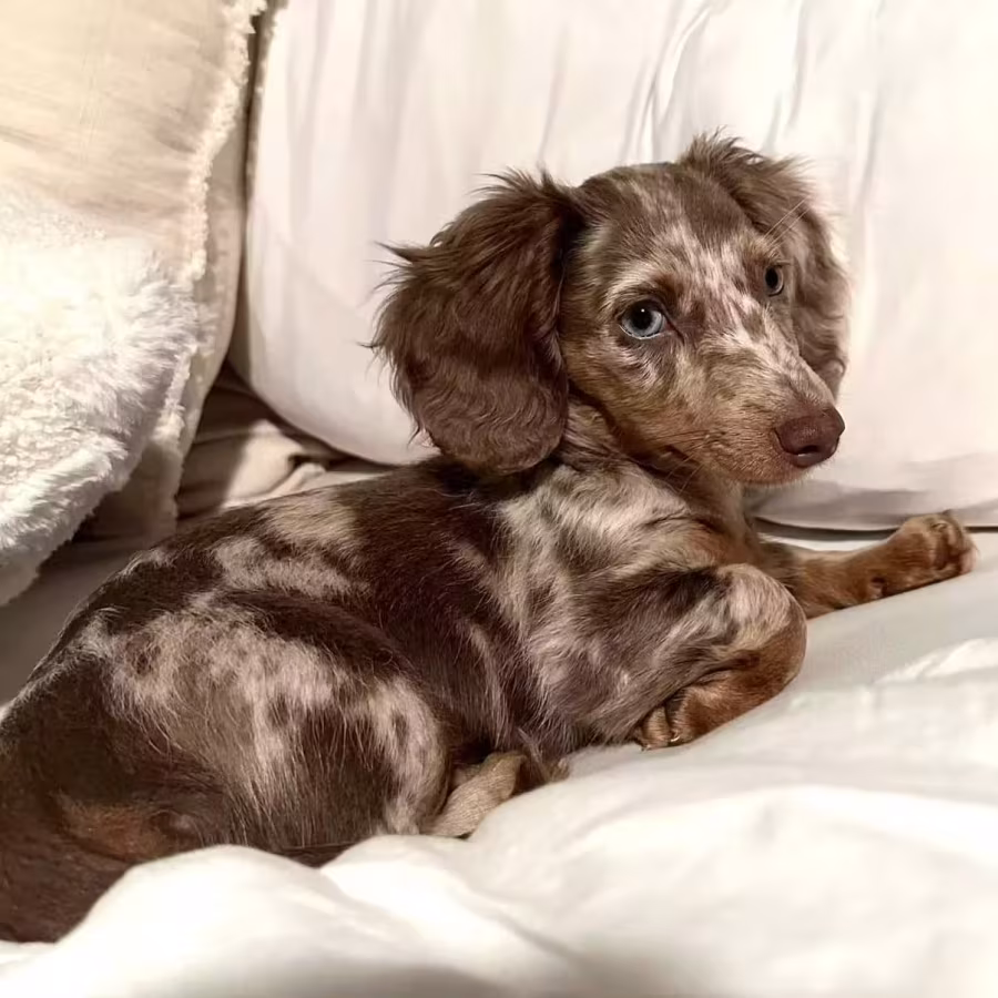 Long-Hair Dachshund Puppies