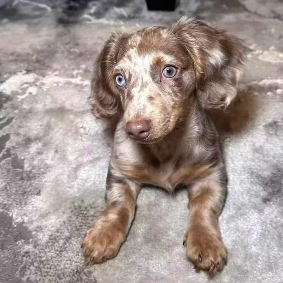 Long-Hair Dachshund Puppies