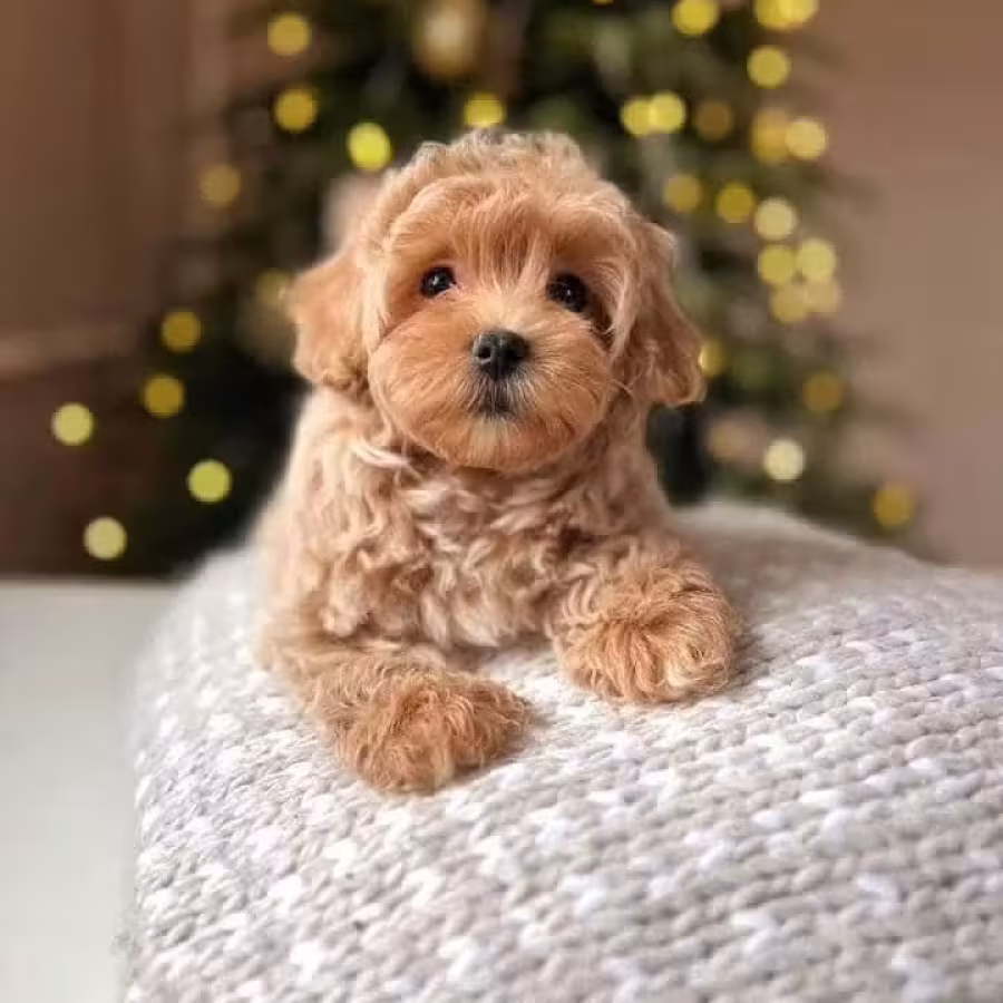 Adorable male and female poodle puppies