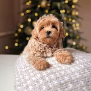 Adorable male and female poodle puppies