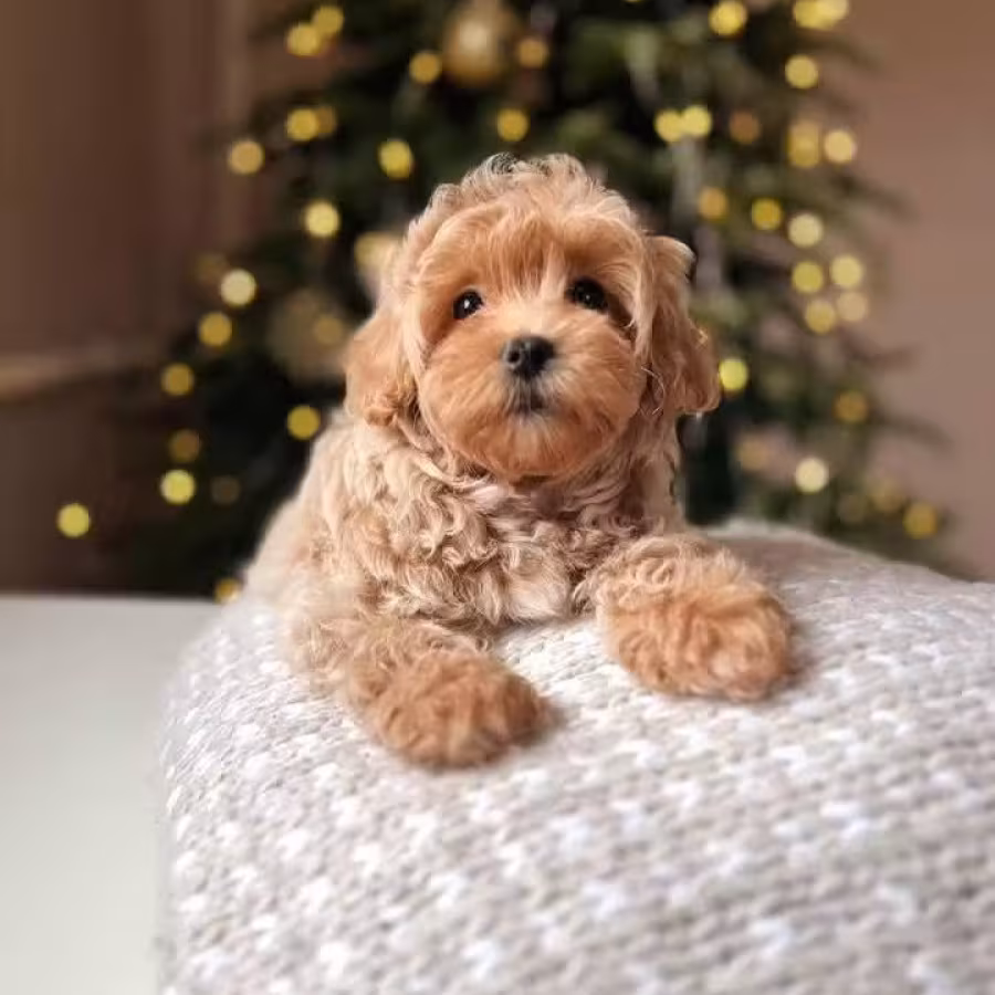 Adorable male and female poodle puppies