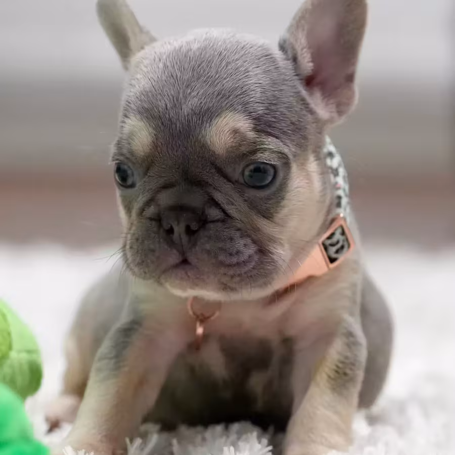 Best French Puppies Male DOB 02.24.2026 Lilac tan