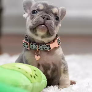 Best French Puppies Male DOB 02.24.2026 Lilac tan