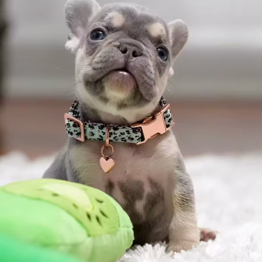 Best French Puppies Male DOB 02.24.2026 Lilac tan