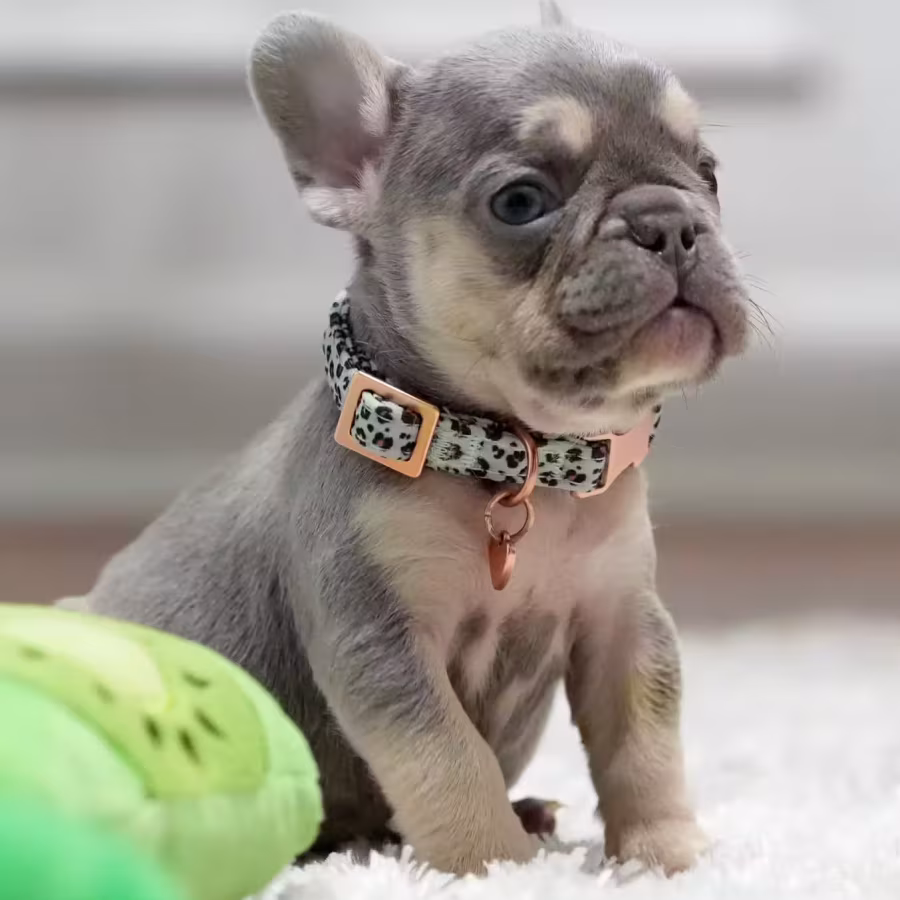 Best French Puppies Male DOB 02.24.2026 Lilac tan