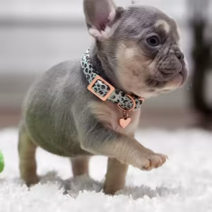 Best French Puppies Male DOB 02.24.2026 Lilac tan