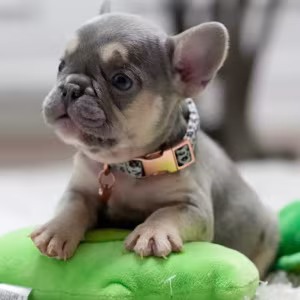 Best French Puppies Male DOB 02.24.2026 Lilac tan