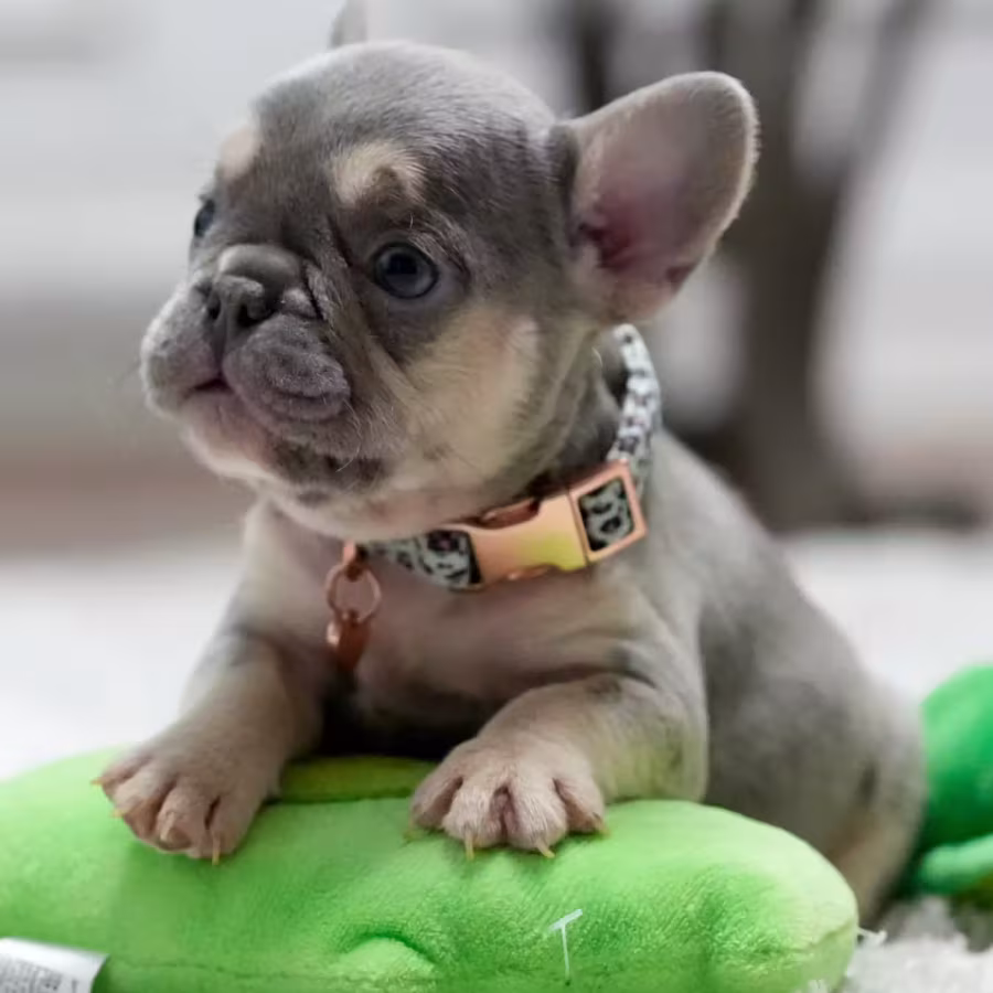 Best French Puppies Male DOB 02.24.2026 Lilac tan