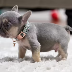 Best French Puppies Male DOB 02.24.2026 Lilac tan