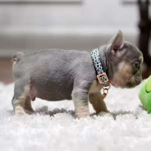 Best French Puppies Male DOB 02.24.2026 Lilac tan