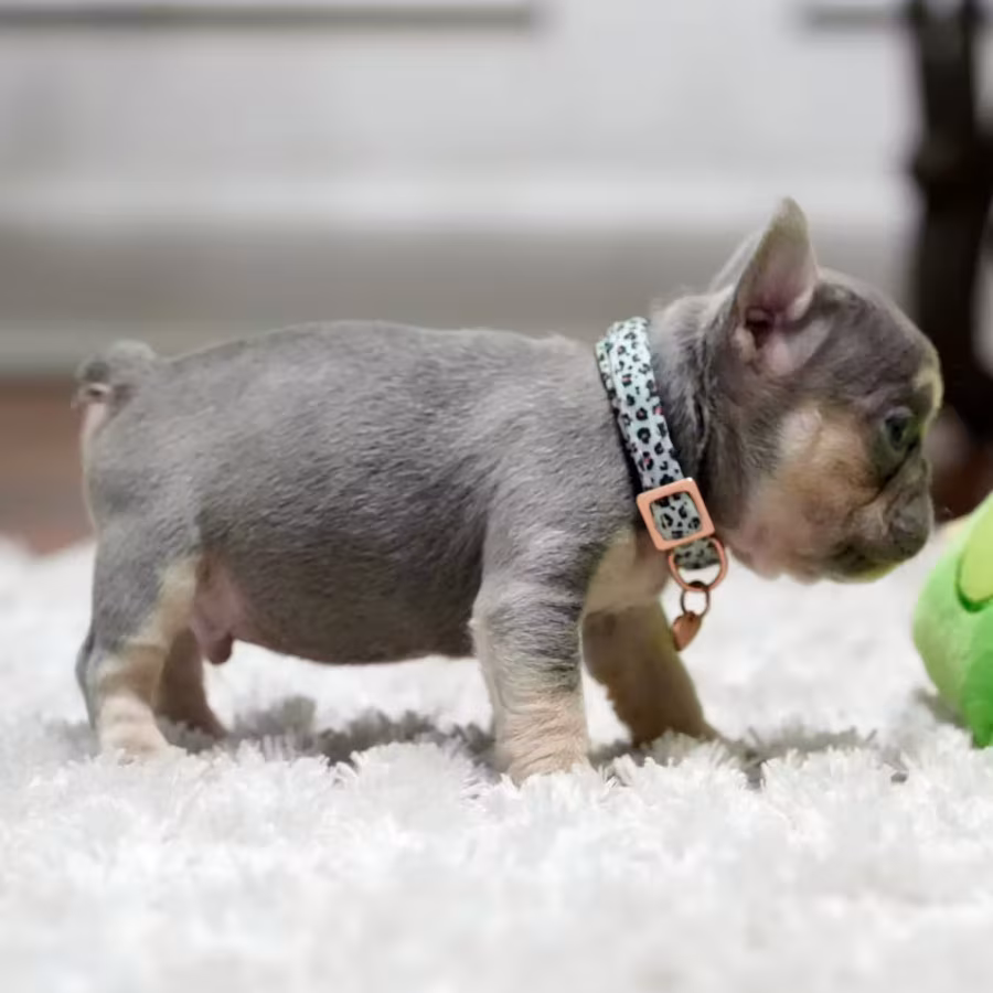 Best French Puppies Male DOB 02.24.2026 Lilac tan