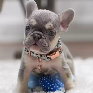 Best French Puppies Male DOB 02.24.2026 Lilac tan