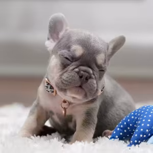 Best French Puppies Male DOB 02.24.2026 Lilac tan