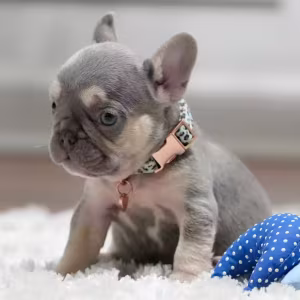 Best French Puppies Male DOB 02.24.2026 Lilac tan
