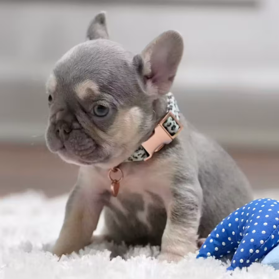 Best French Puppies Male DOB 02.24.2026 Lilac tan