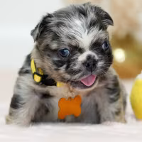 Incredible Blue Merle FLUFFY Girl! Ready for her forever family