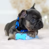 French Bulldog Male Blue Tan for Sale | Rare Color | Ready June 14, 2026