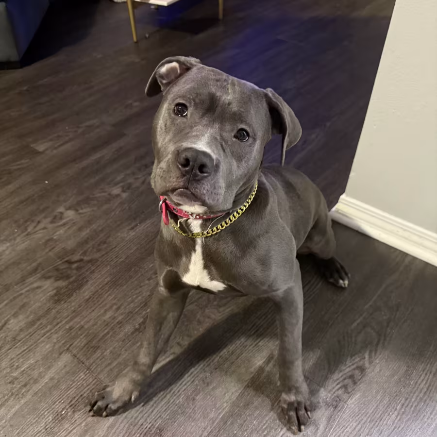 "Blue Diamond" Stunning Blue Nose Pit Bull Pup