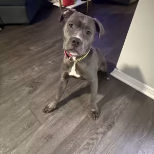 "Blue Diamond" Stunning Blue Nose Pit Bull Pup
