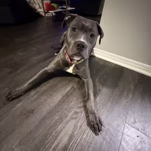 "Blue Diamond" Stunning Blue Nose Pit Bull Pup