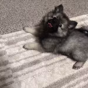Keeshond