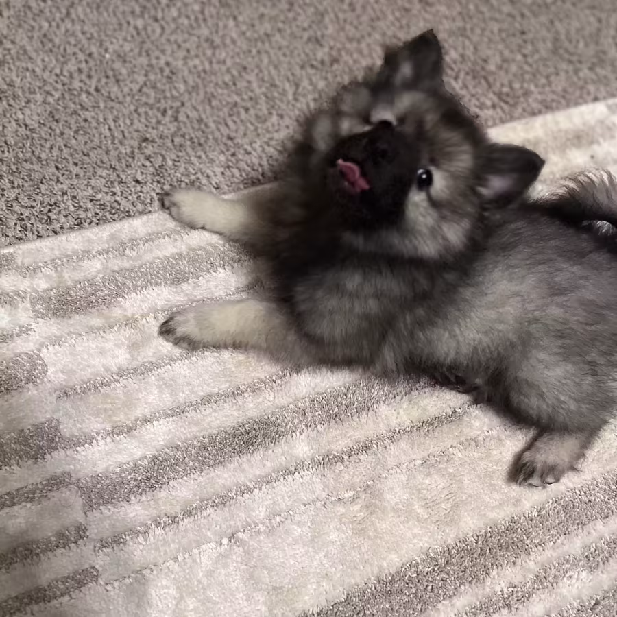 Keeshond