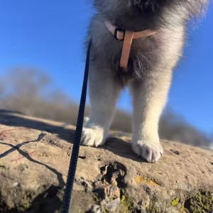 Keeshond