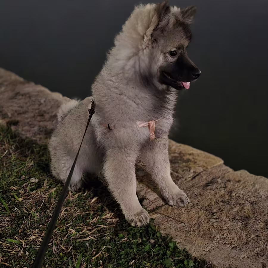 Keeshond