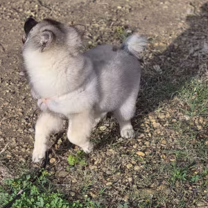 Keeshond