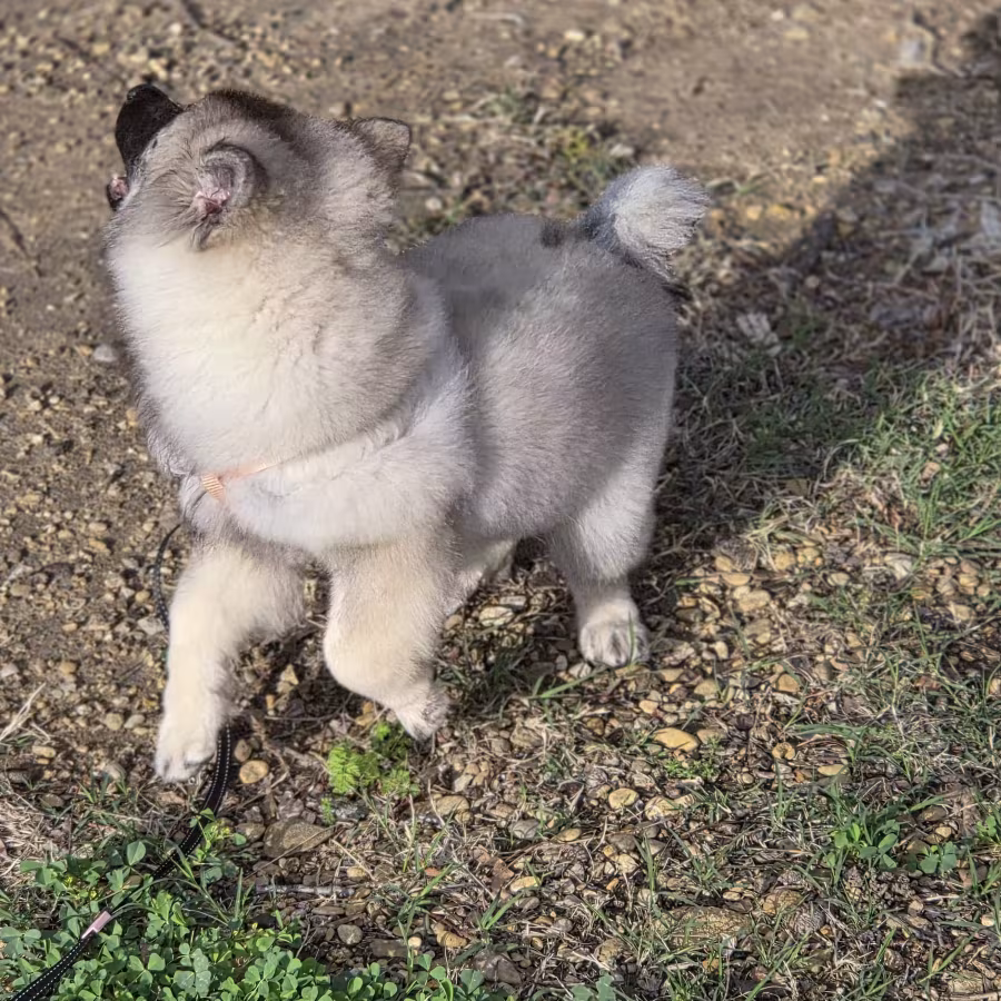 Keeshond