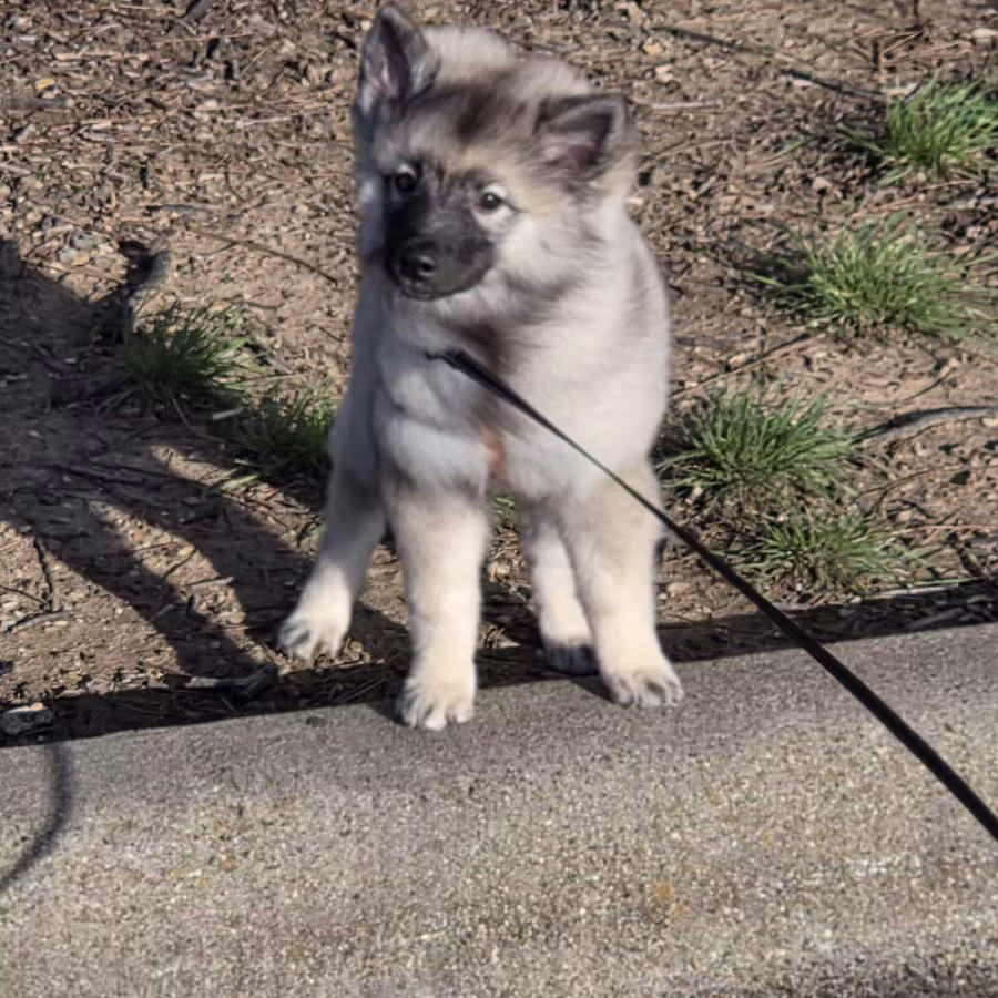 Keeshond