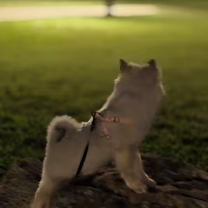 Keeshond